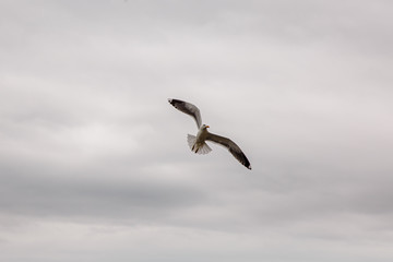 Obraz premium A Seagull flies over the sea shore against the blue sky