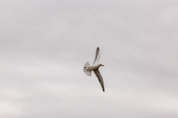 A Seagull flies over the sea shore against the blue sky
