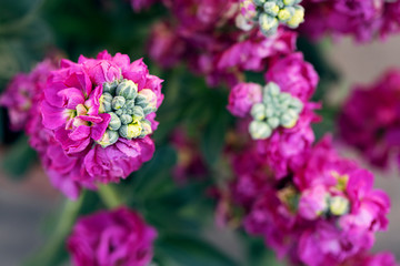 bloomin violet in spring