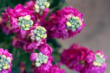 bloomin violet in spring