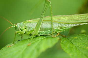Green grasshopper sitting on the leaves