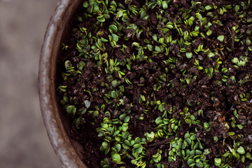 basil sprouts in a jar