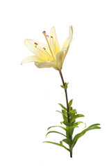 Yellow lily flower Isolated on a white background.