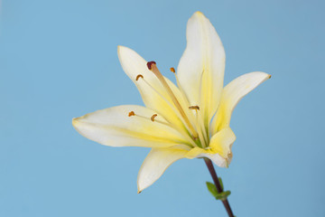 Yellow lily flower isolated on a blue background.