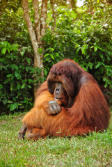 an alpha male orangutan sitting on the ground