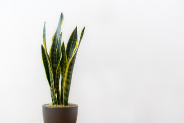 Sansevieria laurentii (Dracaena trifasciata, mother in law tongue, snake plant) in a pot against white background