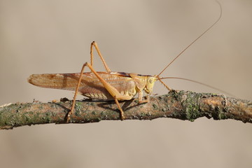 
Brown grasshopper perched on a branch