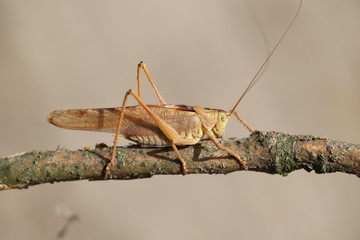 
Brown grasshopper perched on a branch
