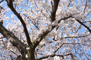 黒目川の桜
