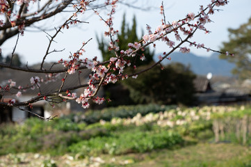 青空と早春の桜【福岡県行橋市】