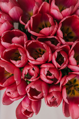 Red tulips on light background