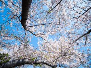 青空と桜の木々
