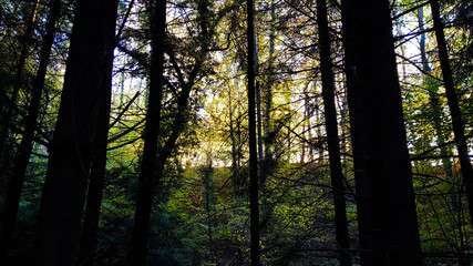 Soleil dans la forêt
