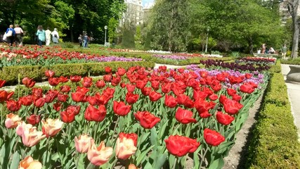 Botanic Garden, Tulipan