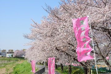 黒目川の桜
