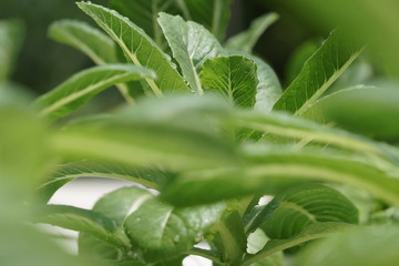 Leafy Green Vegetables 