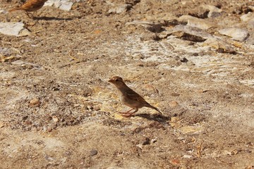 sparrow 