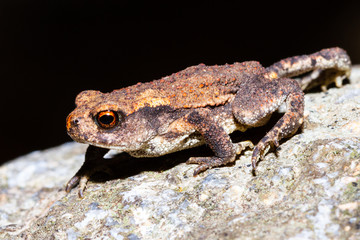 a very small toad walking