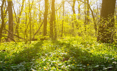 closeup forest glade in a light of sun