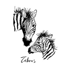 Illustration of a zebra with a cub.