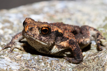 a very small toad walking
