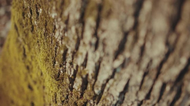 Close up tree stump with green moss blurred forest background plant trunk natural brown park closeup wooden bark texture branches slow motion