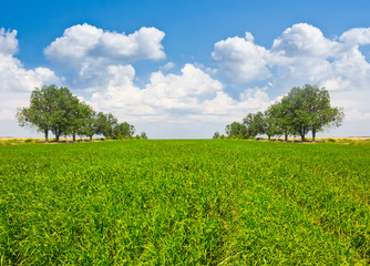 green rural field before a tree alley