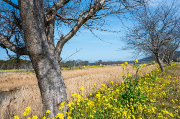Fototapeta premium 青空と菜の花【福岡県行橋市】
