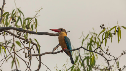 Stork-billed kingfisher (Pelargopsis capensis) at Kolkata