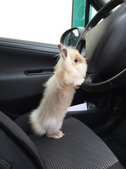 Rabbit on car seat in driving position. Funny animal picture.