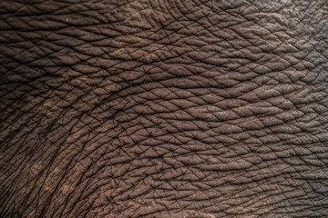 Elephants in the north of Thailand