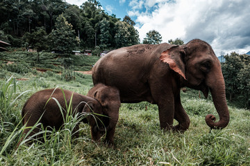 Fototapeta na wymiar Elephants in the north of Thailand