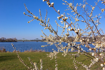 View to the famous Glienicke Bridge, Potsdam, in springtime with blooming trees
