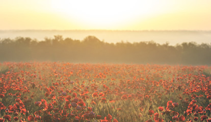 field with red poppy at the early morning