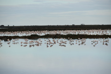 Flamingos on the delta lagoon