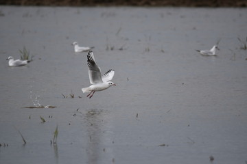 One seagull starts flying over the water