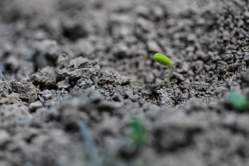 new green bud sprout from soil