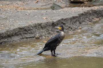 A bird begins to enter the water of a river