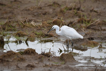 A white bird searching food in wetland areas
