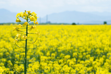 Obraz premium Rape plantation