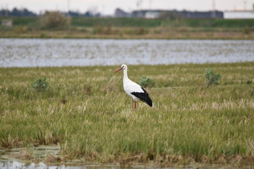 A white bird with a black tail rests on the green meadows