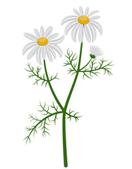 Beautiful chamomile bush. Daisies in cartoon style isolated on white background.
