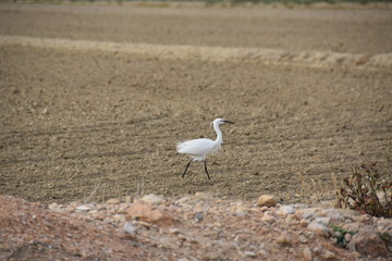 A bird is walking on the ground