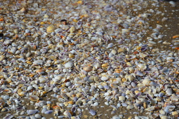 Colorful shells on the beach