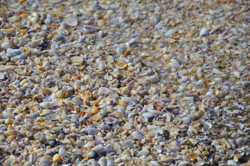 Textures of shells on the beach with water