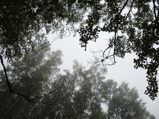 Summer forest in the fog