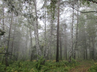 Summer forest in the fog