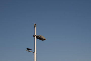 Fototapeta na wymiar Metal light pole with industrial lighting fixture and blackbird against a blue sky, copy space, horizontal aspect