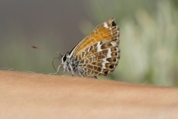 
Butterfly sitting on flowers on hand