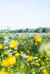 Swedish summer meadow by lake. Buttercups and cow parsley. Scandinavian midsummer. Midsommar. 